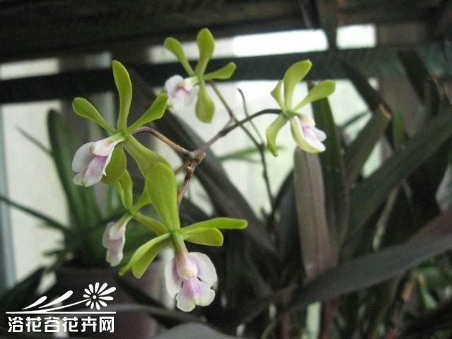红甘蔗树兰图片