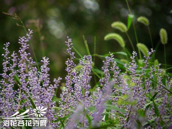 阔叶薰衣草图片