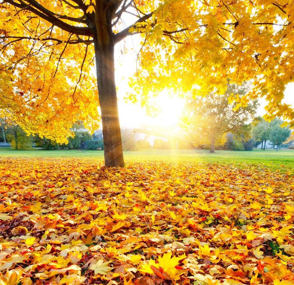 为什么秋天有些树叶会变黄 秋天树叶