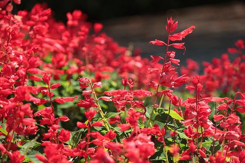 サルビア 赤 ８月７日の誕生花 花言葉 由来 笼岛 みどり Garden Manage Cuidado De Las Plantas Jardin De Pusadee Flor