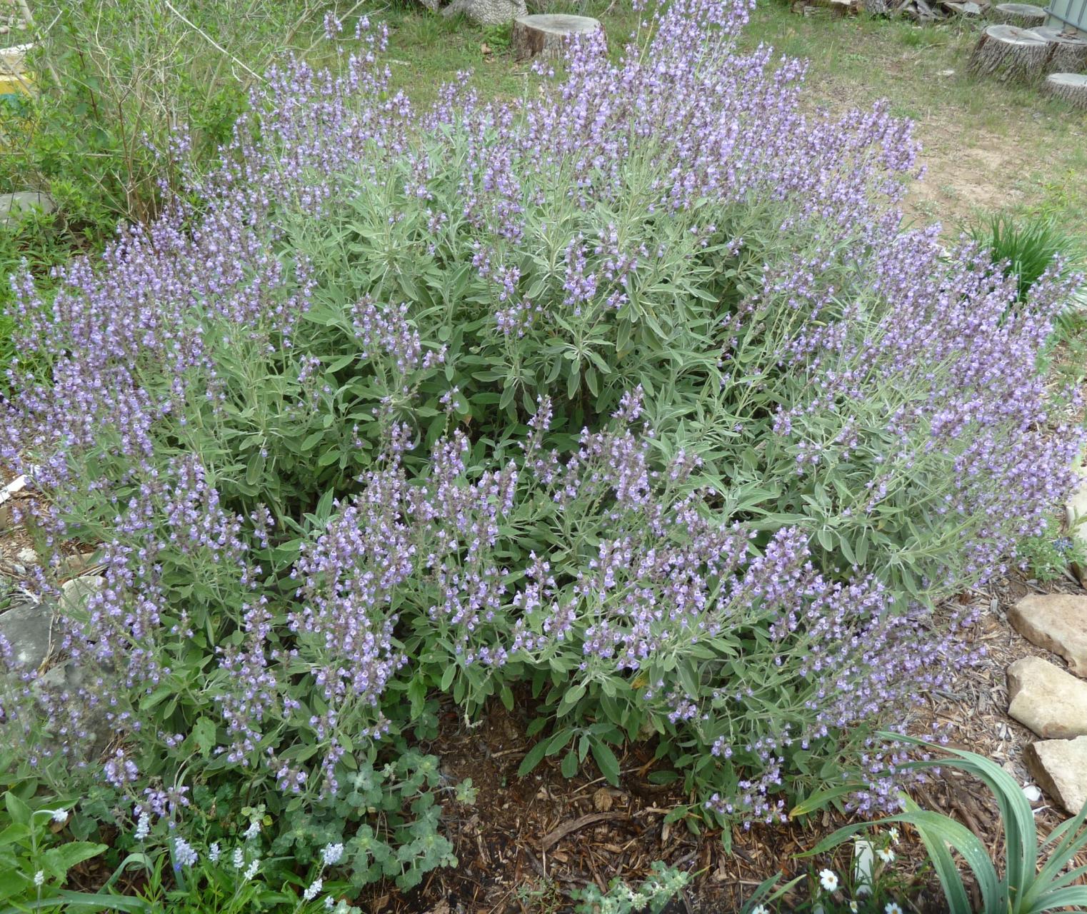 sage-plants-for-gardens-learn-about-different-types-of-sage-dummer