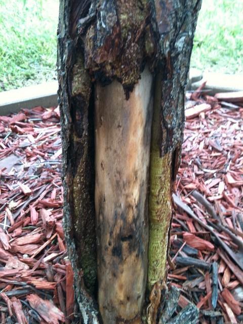 bark willow în varicoza