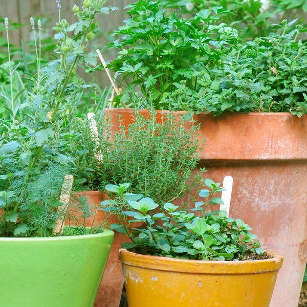 7 Apartment Herb Garden Tips Andy, Tips For Herb Garden