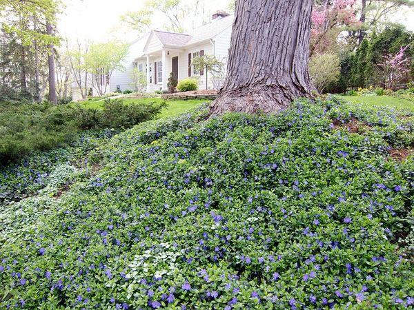Ground Cover Plants Tips For Planting, How To Plant Ground Cover Under Trees