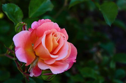 薔薇 バラ 花言葉 由来 意味 笼岛 みどり Garden Manage 식물 관리 Pusadee의 정원 꽃