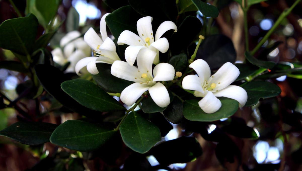 ジャスミン 花言葉 由来 意味 笼岛 みどり Garden Manage 植物の世話 プサディーの庭 花
