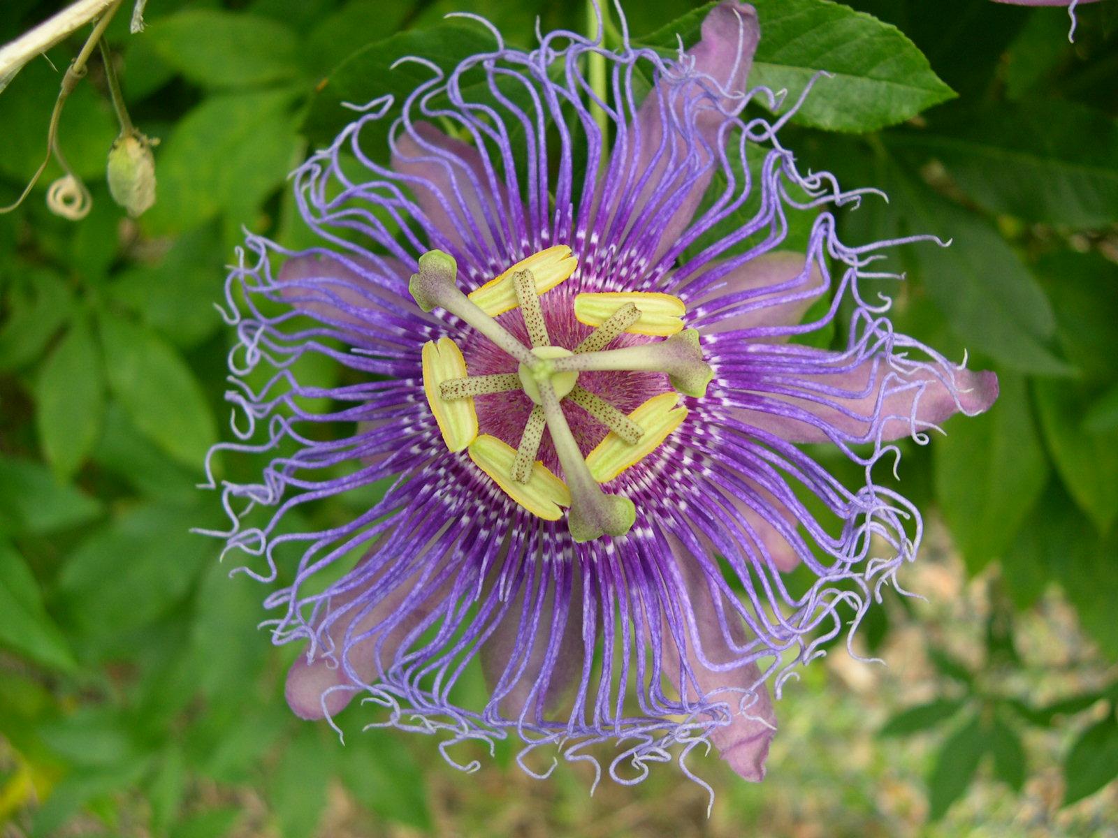 Passiflora incarnata – Purple Passion Flower - Dummer. ゛☀ - Green ...