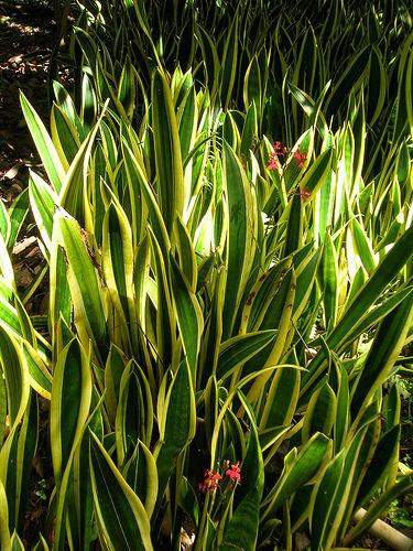 サンスベリア 虎の尾 花言葉 由来 意味 笼岛 みどり Garden Manage Gfingerは最もプロフェッショナルなガーデニングappです