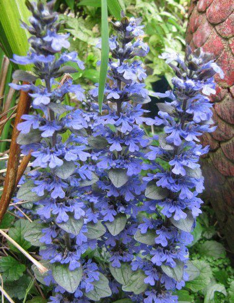 Propagating Ajuga Plants How To, How To Get Rid Of Ajuga Ground Cover