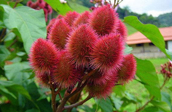 What Is Annotto Learn About Growing Achiote Trees Dummer Garden Manage Gfinger Is The Best Garden Manage App