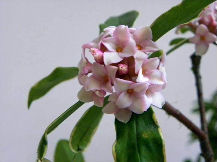 三大香木のひとつ 沈丁花とジンチョウゲ科の植物たち 笼岛 みどり Garden Manage 植物の世話 プサディーの庭 花