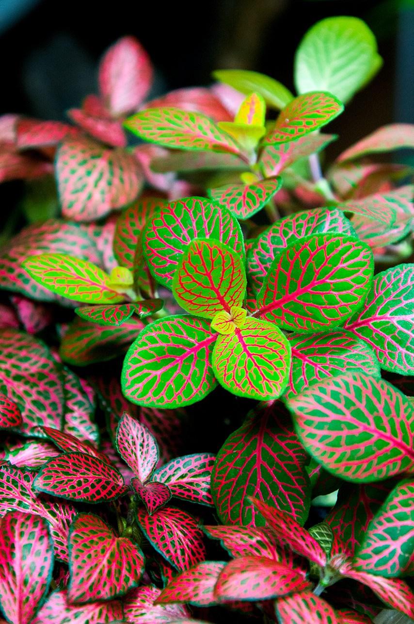 Pink Nerve Plant Fittonia Leather Leaf Plant