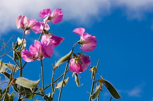 スイートピー 花言葉 由来 意味 笼岛 みどり Garden Manage 植物の世話 プサディーの庭 花