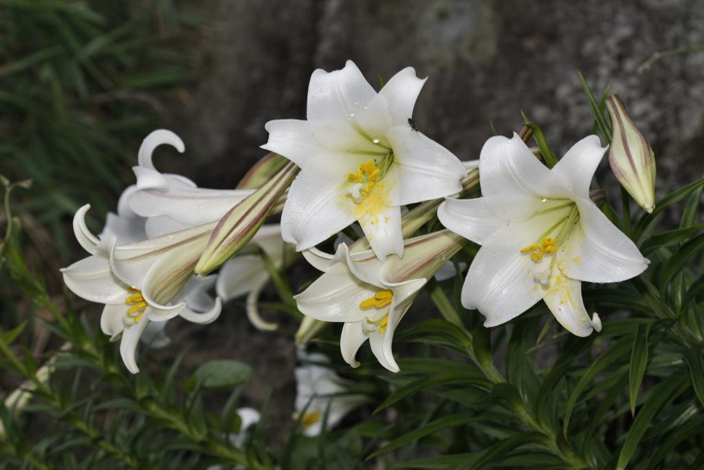 テッポウユリ 鉄砲百合 ７月１３日の誕生花 花言葉 由来 笼岛 みどり Garden Manage 植物の世話 プサディーの庭 花