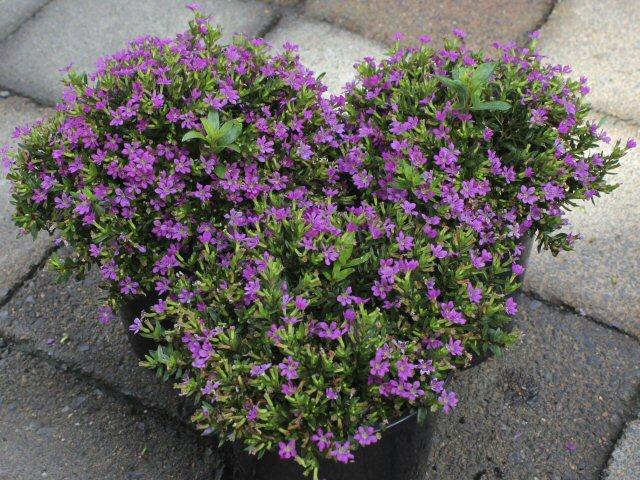 Growing Mexican Heather Plants, Is Mexican Heather A Good Ground Cover