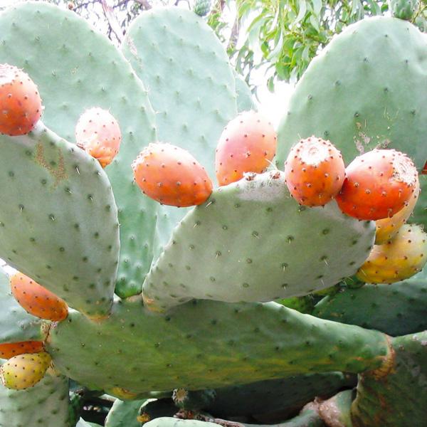 6cm succulent plant Barbary fig cactus pear Opuntia ficus-indica