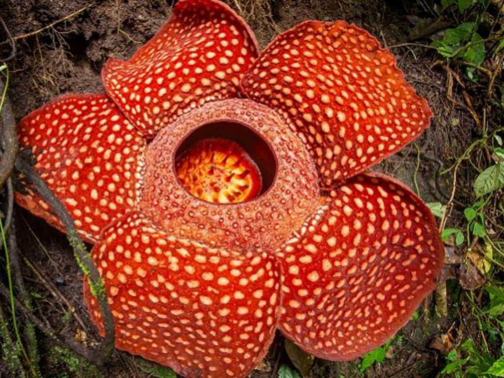 Rafflesia Arnoldii Corpse Flower Dummer Garden Manage Gfinger Is The Best Garden Manage App