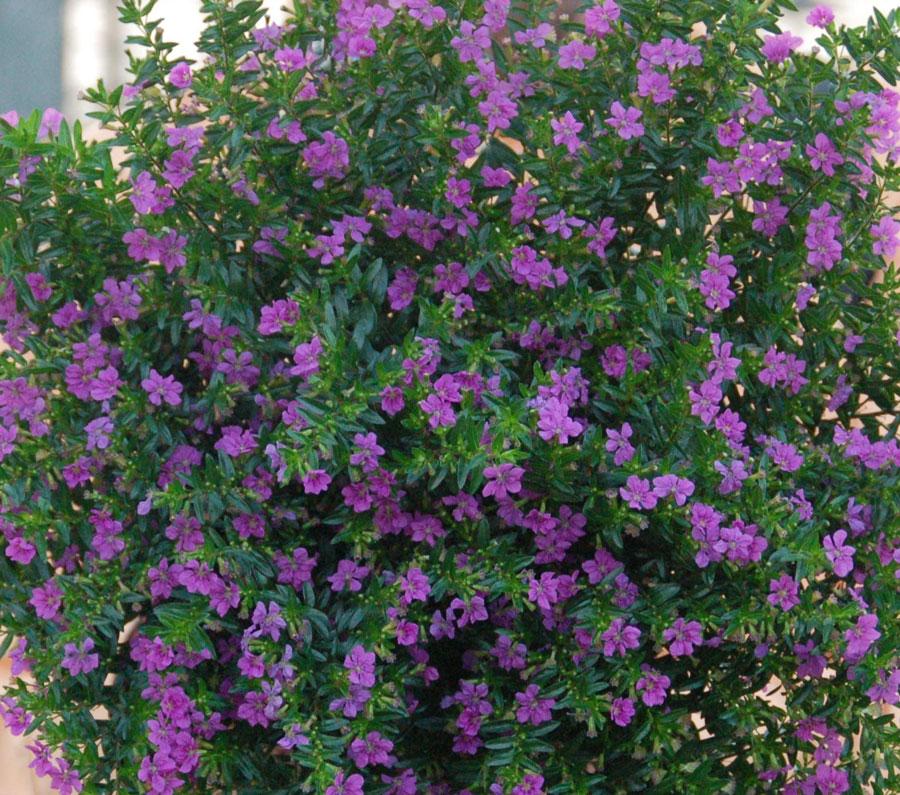 Growing Mexican Heather Plants, Is Mexican Heather A Good Ground Cover