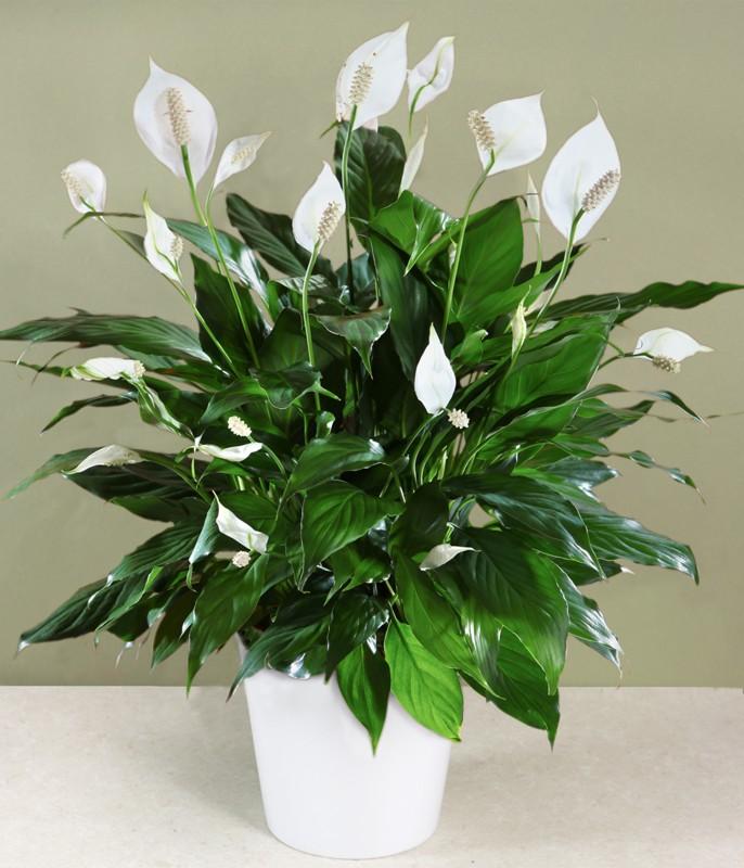 are peace lilies toxic for dogs