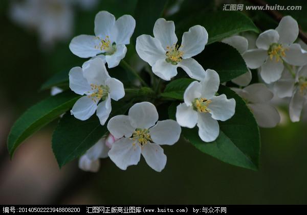 ホウセンカズラ フウセンカズラ ９月１７日の誕生花 花言葉 由来 笼岛 みどり Garden Manage 식물 관리 Pusadee의 정원 꽃