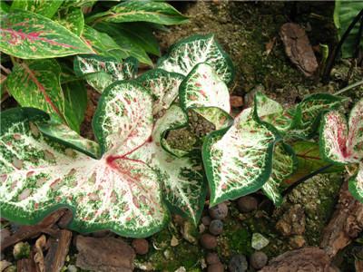 寄せ植えやインテリアのポイントに 葉の色 柄が個性的な観葉植物10選 笼岛 みどり Garden Manage 植物 の世話 プサディーの庭 花