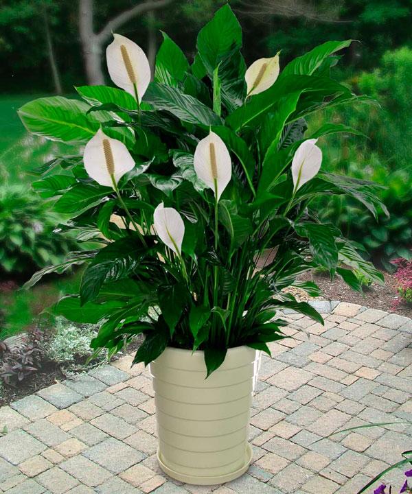 are peace lilies toxic for dogs