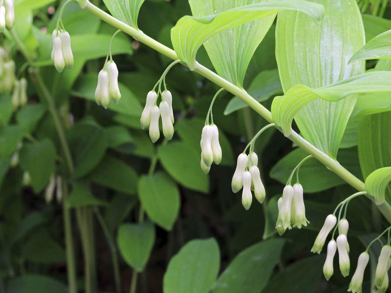 How to Grow and Care for a Solomon's Seal   Dummer. ゛☀   Garden ...