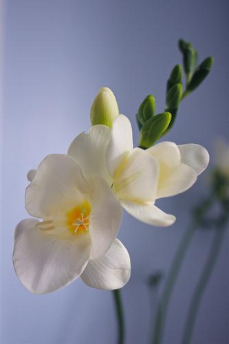 フリージア 香雪蘭 花言葉 由来 意味 笼岛 みどり Garden Manage 식물 관리 Pusadee의 정원 꽃