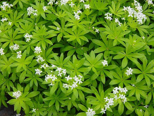18 Best Flowering Ground Cover Plants, Ground Cover Plants List
