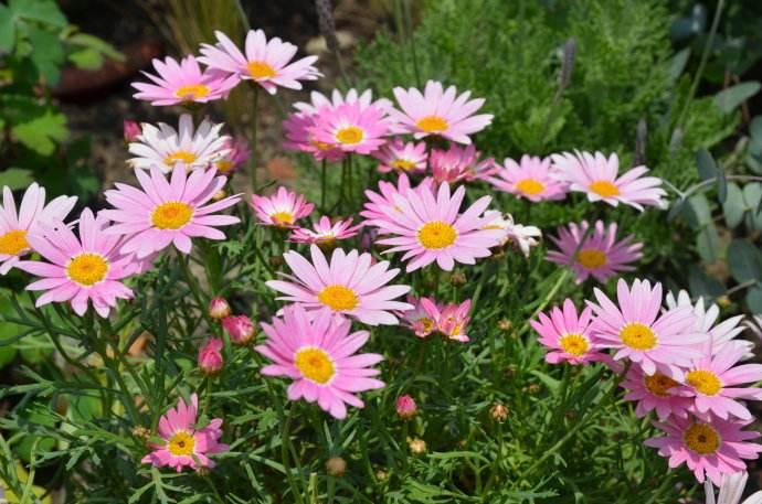 シオン １０月１６日の誕生花 花言葉 由来 笼岛 みどり Garden Manage 식물 관리 Pusadee의 정원 꽃