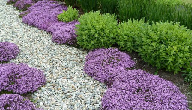 18 Best Flowering Ground Cover Plants, Low Growing Perennial Ground Cover