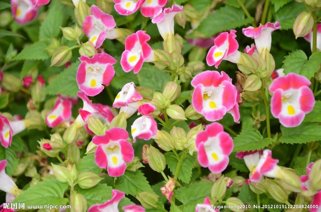 トレニア ８月６日の誕生花 花言葉 由来 笼岛 みどり Garden Manage Cuidado De Las Plantas Jardin De Pusadee Flor