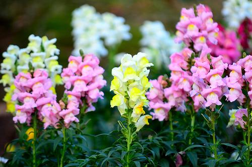 春に花を咲かせる 秋に植える植物１０選 笼岛 みどり Garden Manage Gfinger Is The Best Garden Manage App