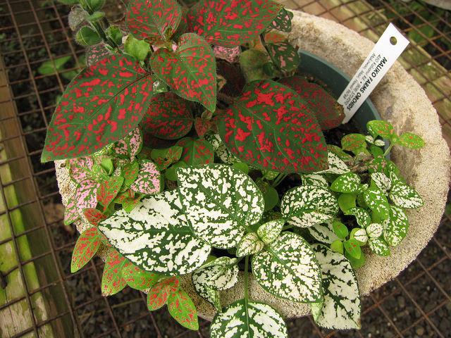 寄せ植えやインテリアのポイントに 葉の色 柄が個性的な観葉植物10選 笼岛 みどり Garden Manage Gfingerは最もプロフェッショナルなガーデニングappです