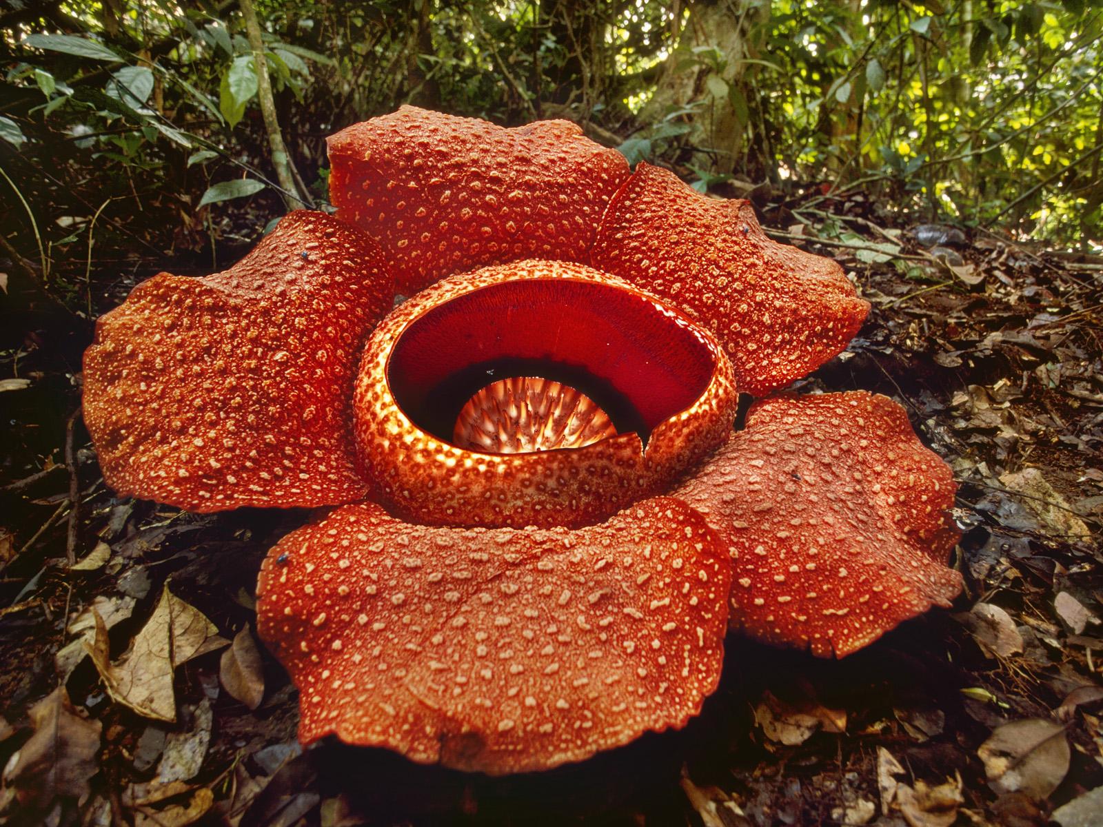 rafflesia mint parazita