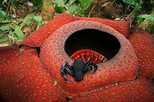 rafflesia mint parazita
