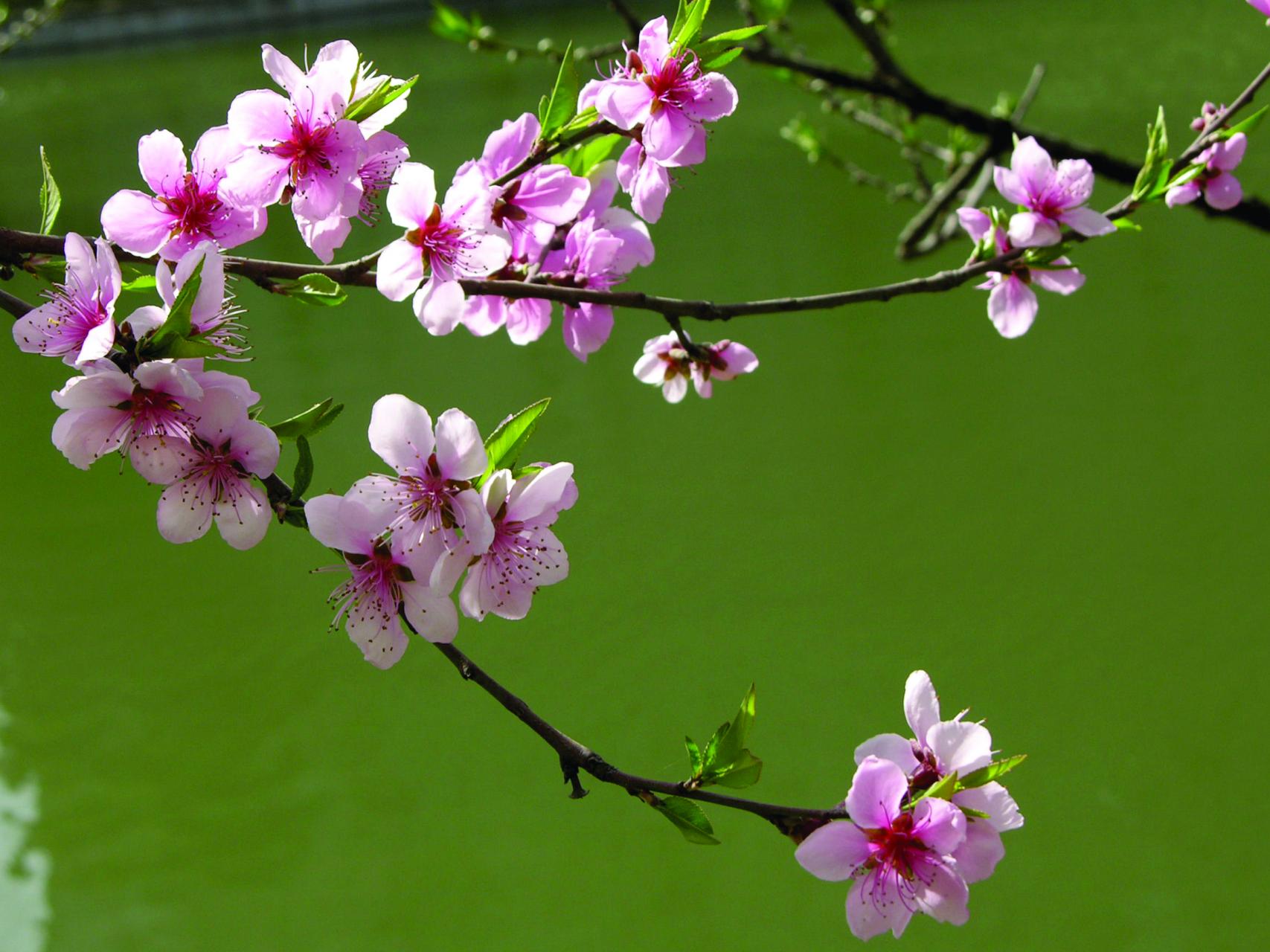 桃 もも 花言葉 由来 意味 笼岛 みどり Garden Manage 植物の世話 プサディーの庭 花