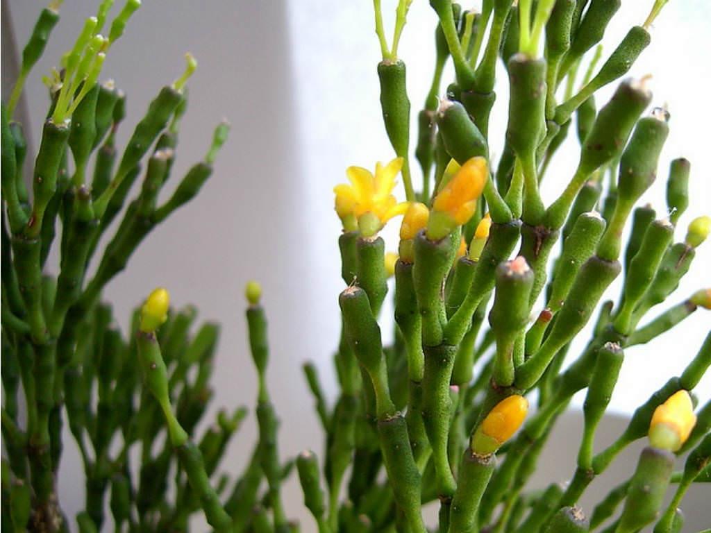 houseplant Rhipsalis salicornioides epiphytic cacti - Bottle-shaped stem segments epiphyte