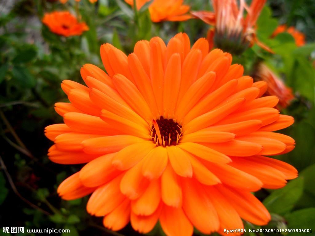 ガーベラ １０月１２日の誕生花 花言葉 由来 笼岛 みどり Garden Manage Gfinger Is The Best Garden Manage App