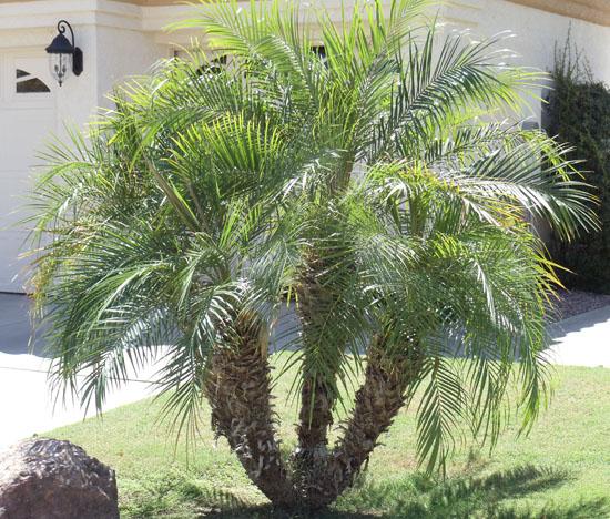 Small palms for landscaping