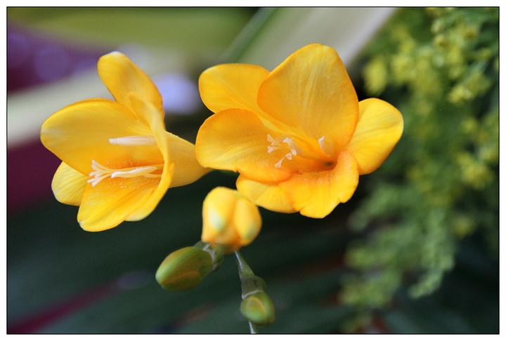 フリージア 香雪蘭 花言葉 由来 意味 笼岛 みどり Garden Manage 植物の世話 プサディーの庭 花