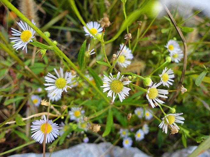 狗娃花的繁殖方法介绍 Miss Chen Garden Manage Cuidado De Las Plantas Jardin De Pusadee Flor