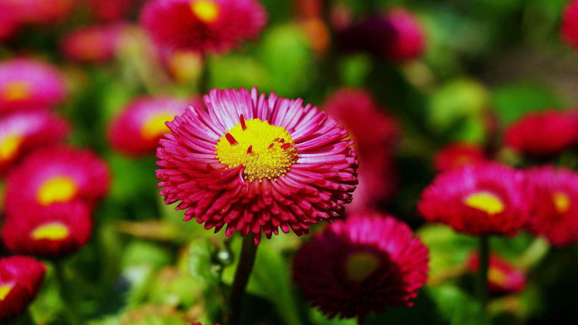 思わずクスッと笑ってしまう面白い花言葉 笼岛 みどり Garden Manage 植物の世話 プサディーの庭 花
