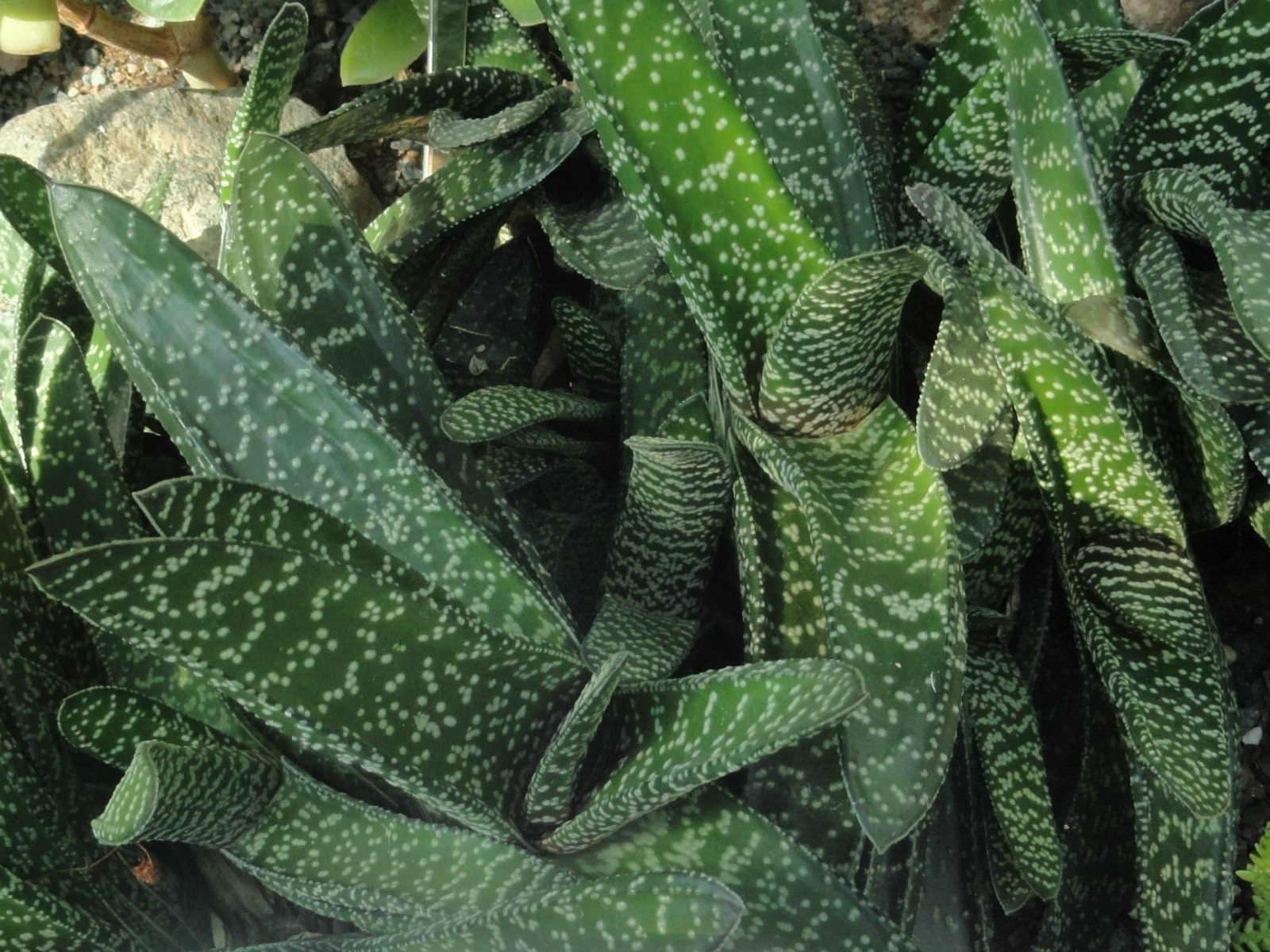 How to care for ox tongue plant
