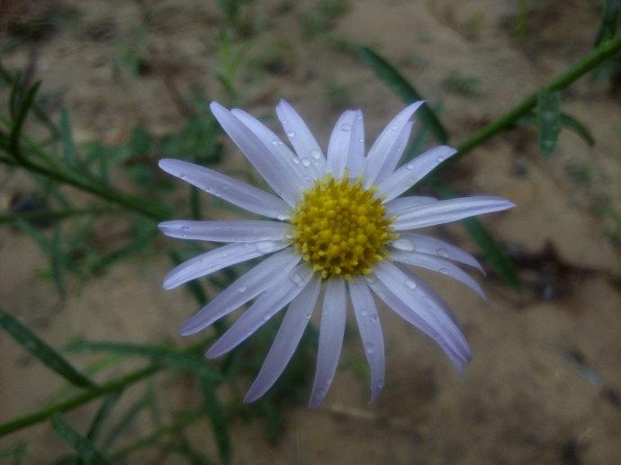 狗娃花的栽培要点 Miss Chen Garden Manage Cuidado De Las Plantas Jardin De Pusadee Flor