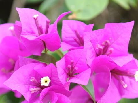 ブーゲンビリア 花言葉 由来 意味 笼岛 みどり Garden Manage 식물 관리 Pusadee의 정원 꽃