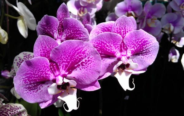 Are Orchids Poisonous to Dogs and Cats? Miss Chen Garden Manage
