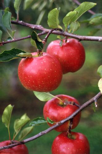 リンゴの特徴と種類 玲儿 Garden Manage Gfinger Es La App De Jardineria Mas Profesional