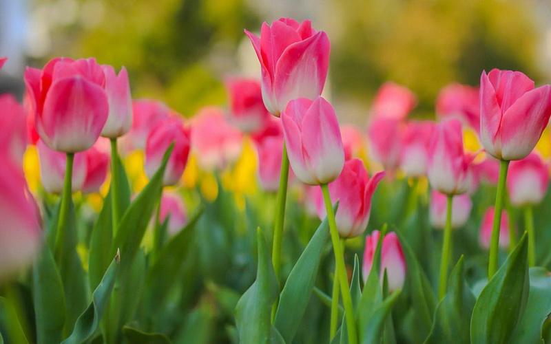 Are Tulips Poisonous to Dogs? Miss Chen Garden Manage GFinger is