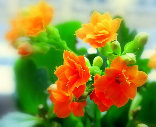 誰かに話したくなる 素敵な意味を持つ花言葉 笼岛 みどり Garden Manage 식물 관리 Pusadee의 정원 꽃